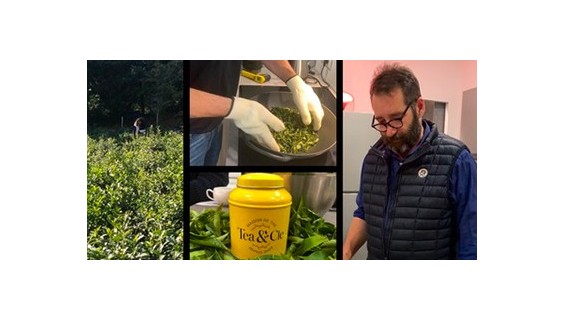 Participez à nos atelieRS découvertes à la plantation et découvrez nos 1ères récoltes de thé breton